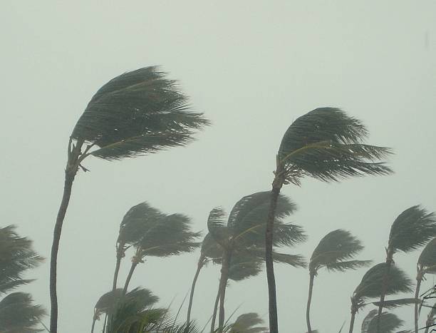 Hurricane Palms